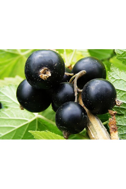 Ribes rubrum Black Desert